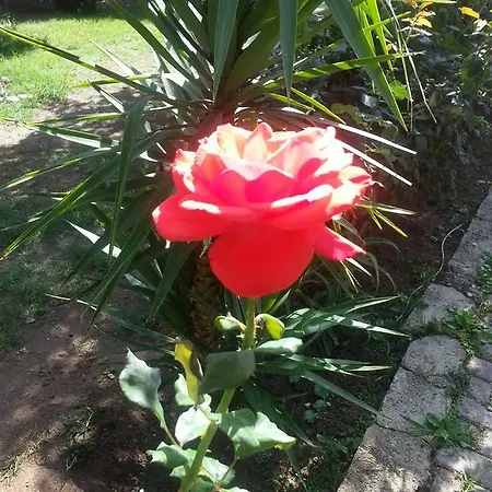 Pensión Anabella 5*
